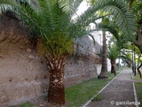 Recinto fortificado de Palma del Río